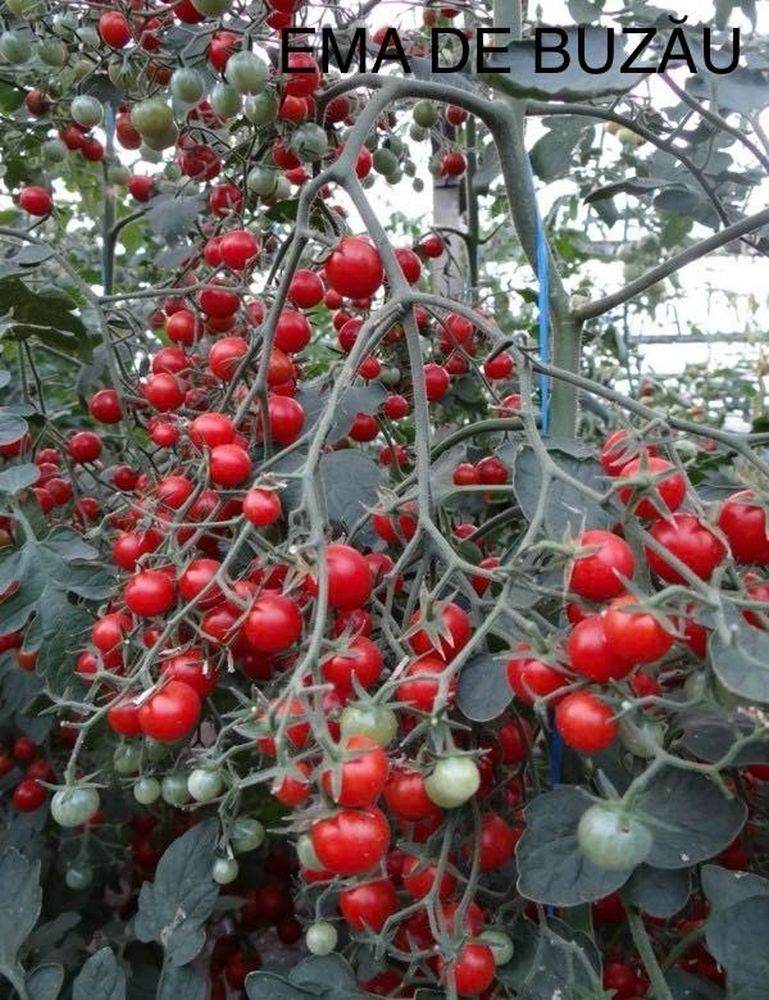 Staţiunea de Cercetare Buzău lansează sezonul răsadurilor cu preţuri competitive